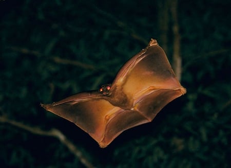 Bat at Night - bat, at night, picture, cool