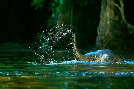 Elephant in Water - in water, elephant, picture, beautiful