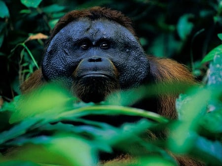 Gorilla in Green - in green, picture, gorilla, cool