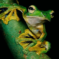 Green Frog