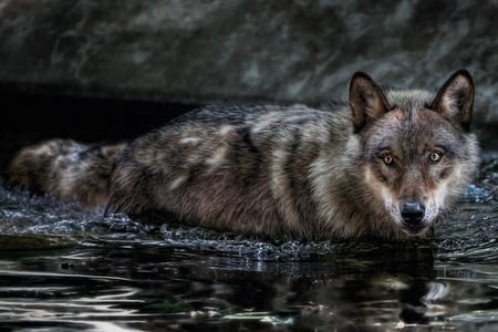 Fox in Water - in water, picture, cool, fox