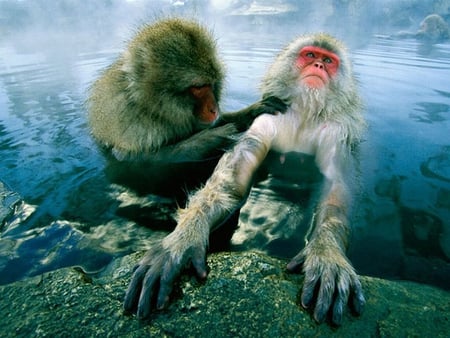 Monkeys in Water - monkeys, in water, picture, cool