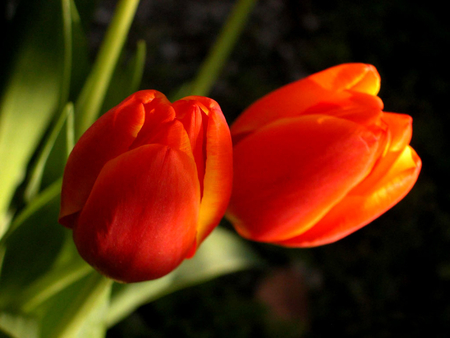 Red tulips - nature, petal, tulip, red