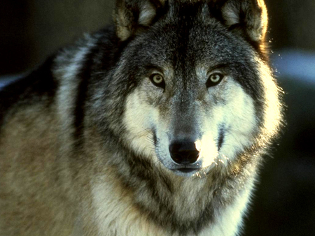 Wolf - animal, wolf, wildlife, wild