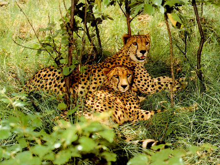 Cheetahs resting - cheetah, animal, big cat, cat, feline