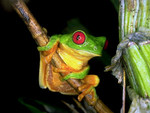 Grren frog with red eyes