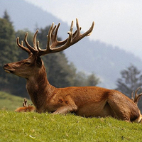 Deer