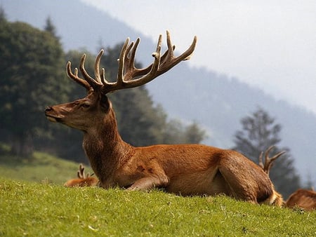 Deer - animal, nature, deer, grass