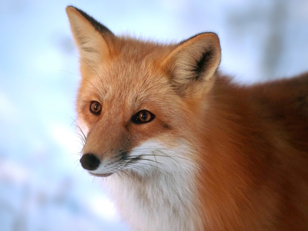 Fox - animal, winter, snow, fox