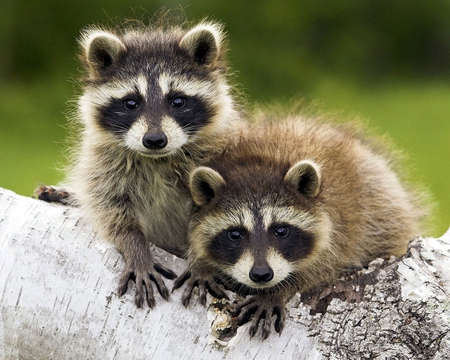 Racoons - Other & Animals Background Wallpapers on Desktop Nexus (Image 810176)