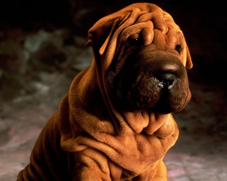 Cute sharpei - sharpei, dog, animal, pet, cute