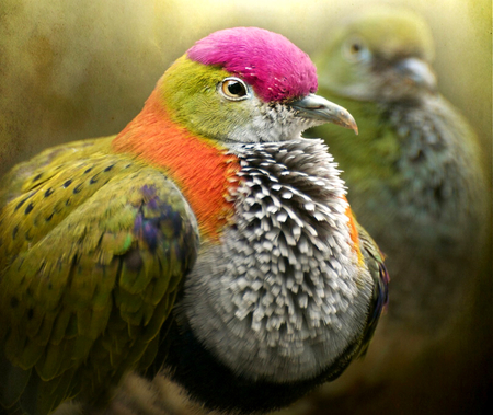 wonderful bird - beautiful, orange, green, colors, bird