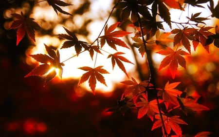 AUTUMN GLOW - sky, autumn, maple, leaves, colors