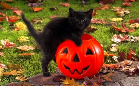 LITTLE BLACK KITTY - black, autumn, halloween, pumpkin, kitty