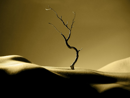 desert - sand, nature, desert, tree