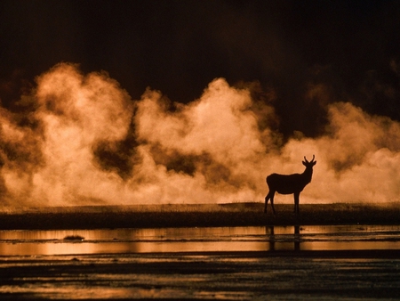 Sunset - sky, nature, sunset, deer