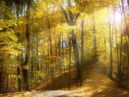 Sunshine - path, forest, nature, autumn