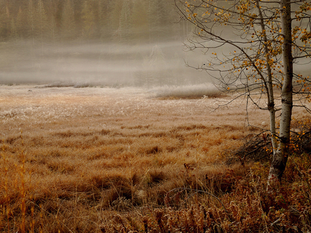 Nature - field, tree, nature, autumn