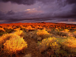 Colorful field