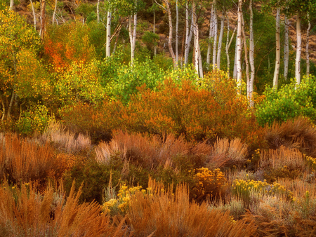 It´s autumn - path, forest, nature, autumn