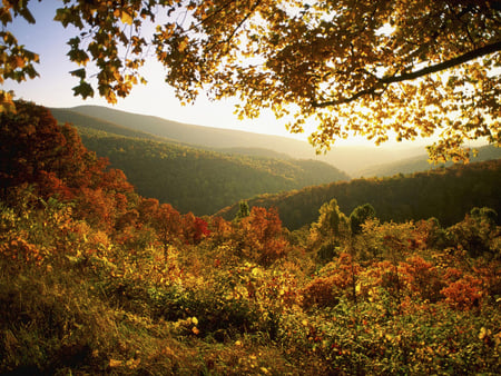 Autumn view - forest, nature, mountain, autumn