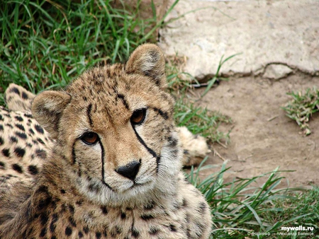 Cheetah - wildlife, cheetah, feline, big cat