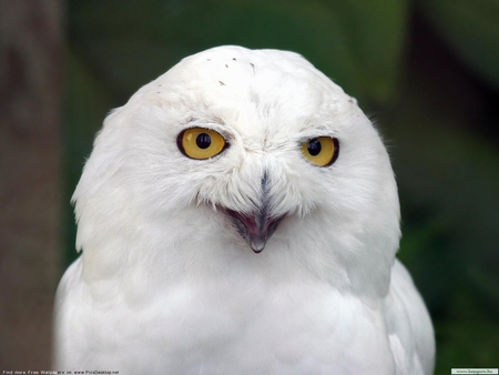 White owl - white, animal, owl, bird