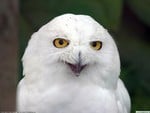 White owl