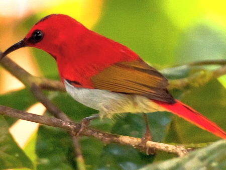 RED - white, red, brown, bird, bright, black, branch, green