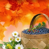 Blueberries for Fall