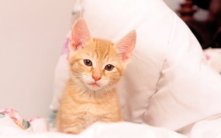 Cat among pillows - animal, kitten, feline, pillow, cat