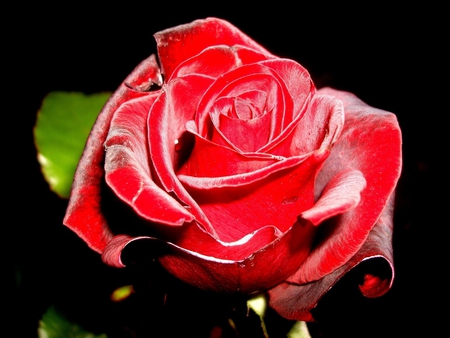 Big red rose - red, flower, rose, nature, petal