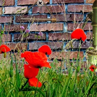 Brick Wall Poppies