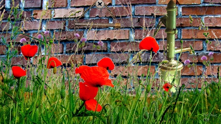 Brick Wall Poppies - flowers, fall, poppy, poppies, summer, brick, spring, wall