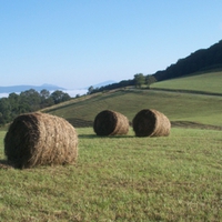Moses Cone Grass