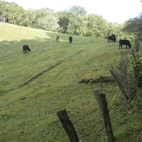 Moses Cone Cows