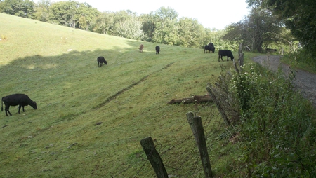 Moses Cone Cows - nc, blue, moses cone, pkwy, ridge