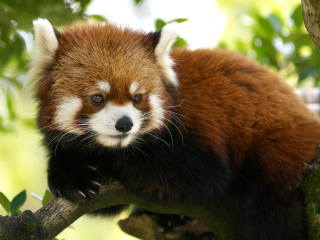 Red panda - bear, animal, forest, red panda