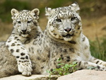 Snow leopards