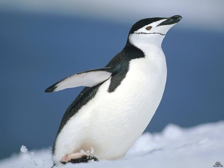 Pinguin - antarctic, bird, pinguin, polar