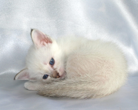 sweet blueyes - white, kitty, cat, blueyes, sweet