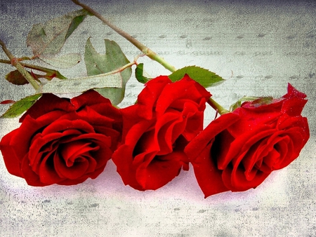 Red roses - red, flower, rose, music, petal