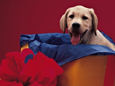 Cute labrador - labrador, puppy, box, dog, animal