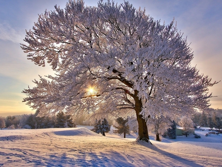 Pretty winter tree