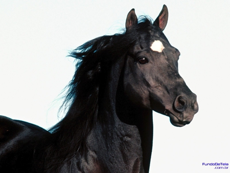 Black Horse