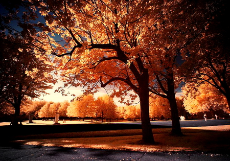 Park du Montreal Royal. - red leaves, wonderful, trees, park du montreal royal