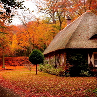 House in a forest