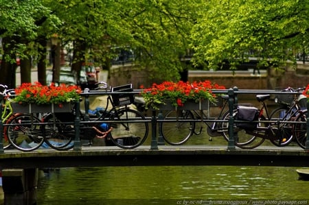 Amsterdam Beautiful place - flowers, cycles, nature, plants, lakes, bridge