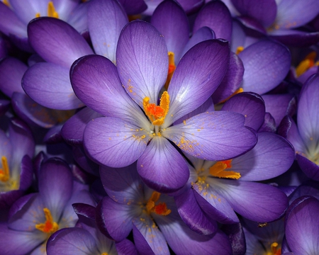 Purple_Crocus_FlowerS - nature, colorful, purple, flowers