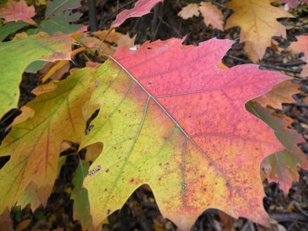 The glory of leaves - yellow, forever, brown, sunshine, grass, pink, orange, leaves, glory, fall, views, nature, season, green